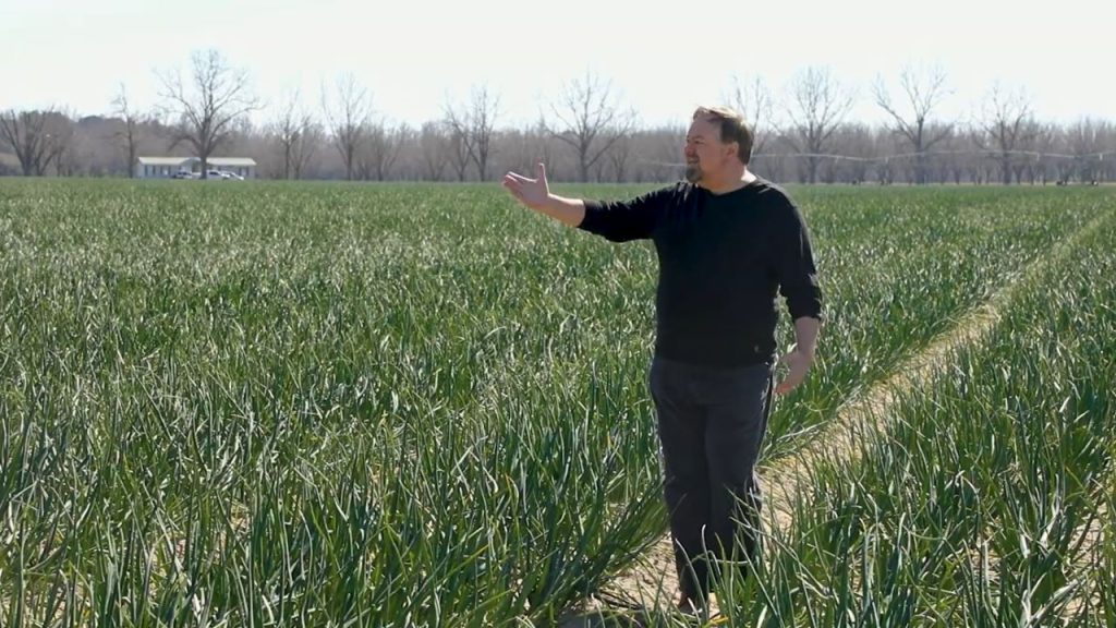 Chip in a Vidalia onion field.