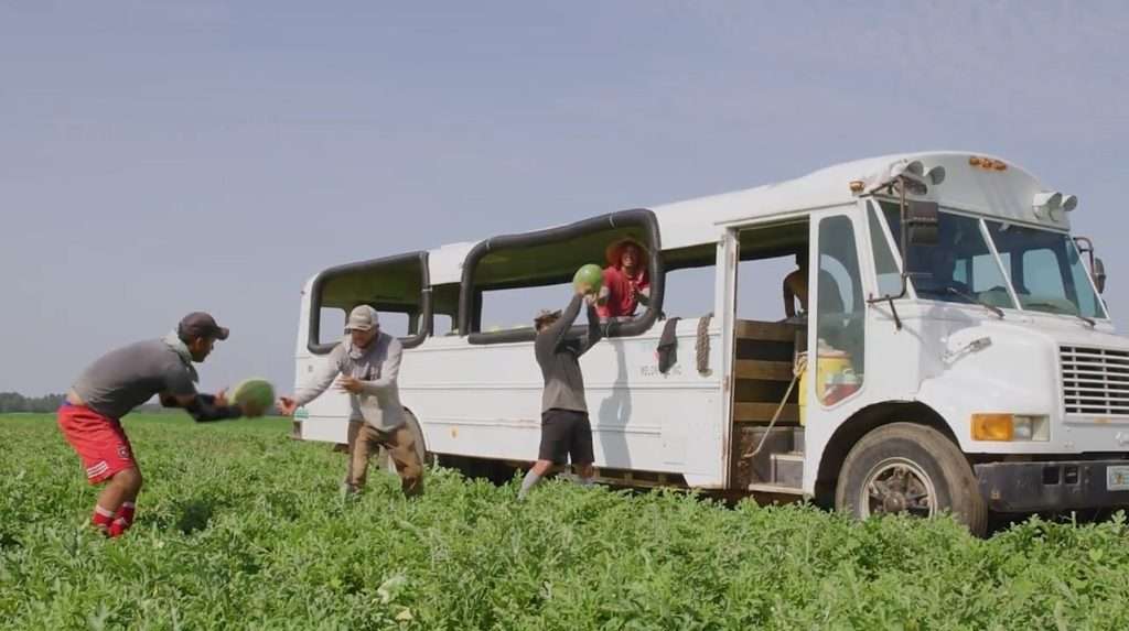 Farm workers picking watermelons.