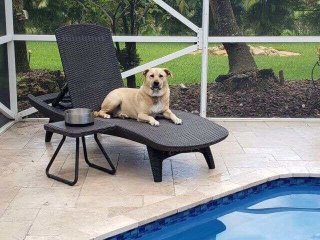 Dog lounging on pool chair.