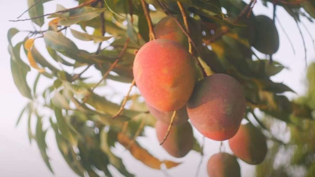 Mangos hanging in tree.