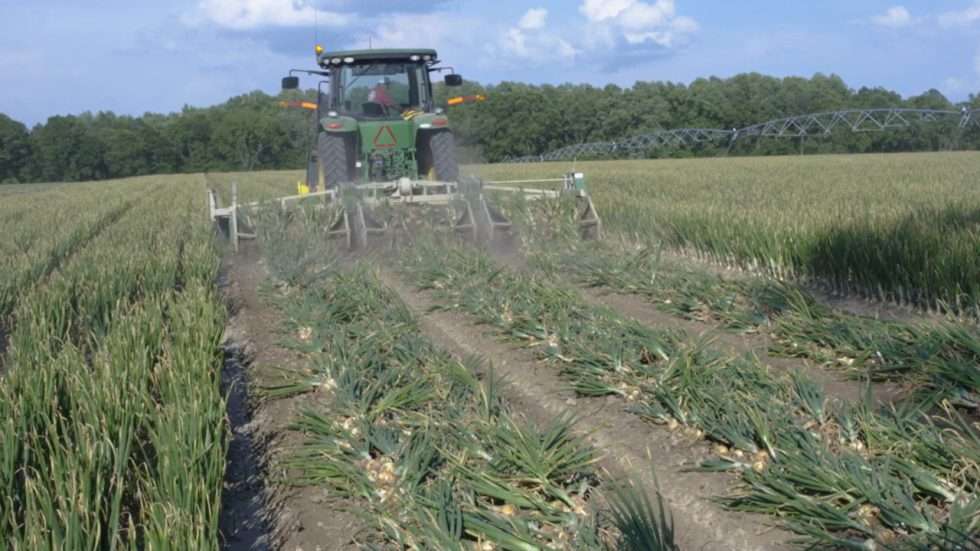 Tractor digging up Vidalia onions.