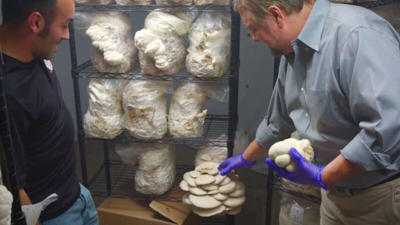 Host Chip Carter with mushroom farmer Joe Iovino examining Lion's Mane mustrooms growing.