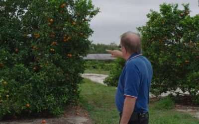 Deadline — Florida Citrus, Part 2