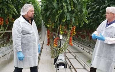 Tomatoes From The Ceiling