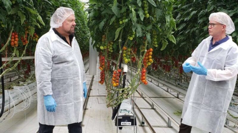 Chip in Red Sun Farms tomato greenhouse.