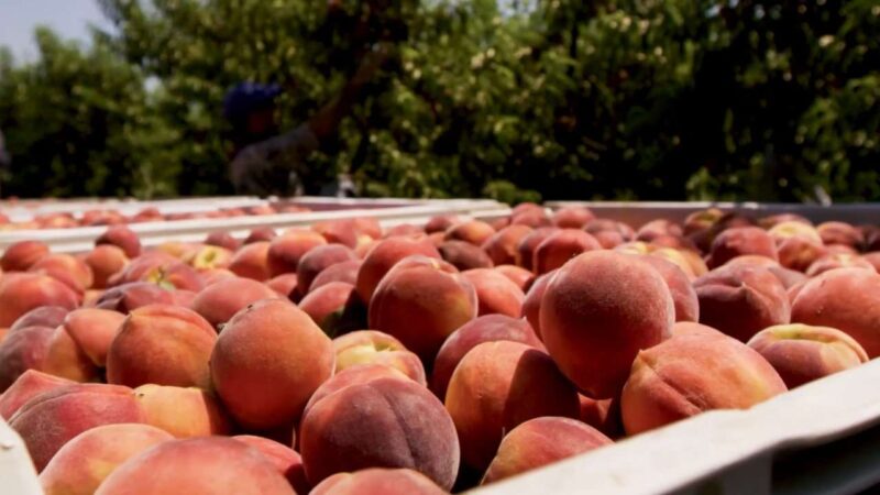 Crate of peaches.