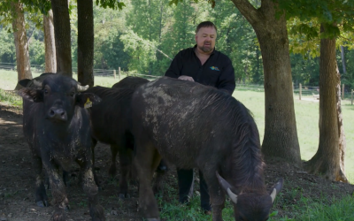 Where The (Water) Buffalo Roam