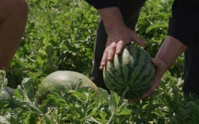 The Watermelon Capital Of The World