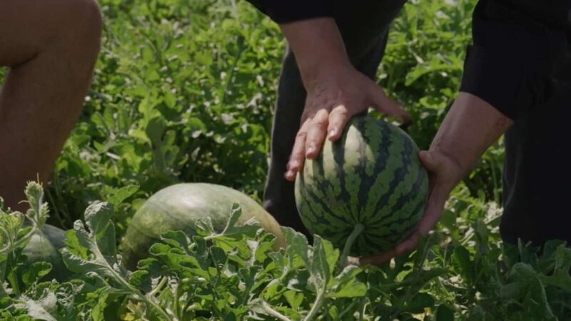 Chip handling a watermelon in the field.