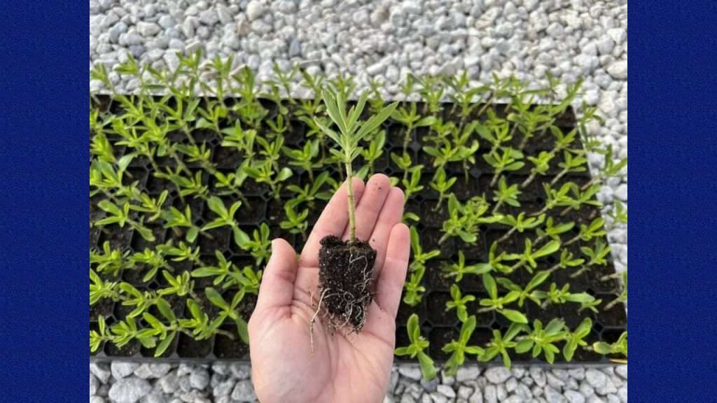 Stevia pup plant in hand.