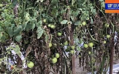 UF Researchers Find Tomato Plants Resistant To Devastating Disease