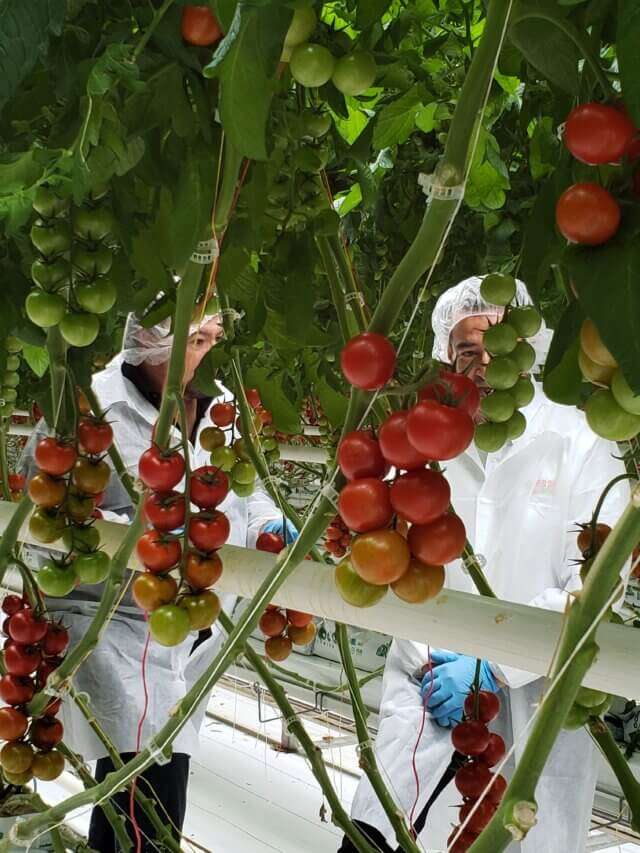 Chip and Carlos from behind the vine.