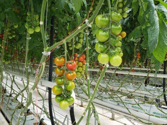 Tomatoes on vines hanging.