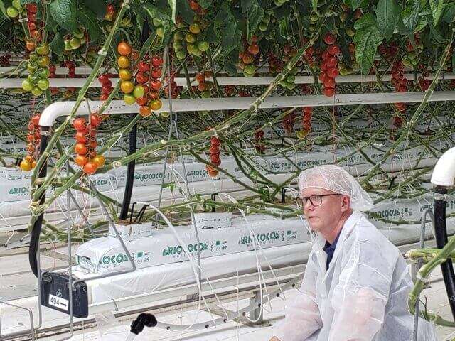 Jay Abbott from Red Sun sitting by tomatoes