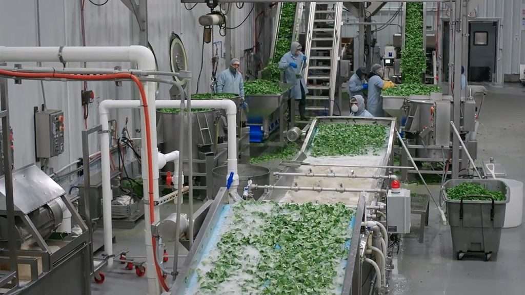 Greens in packing facility being thoroughly washed.