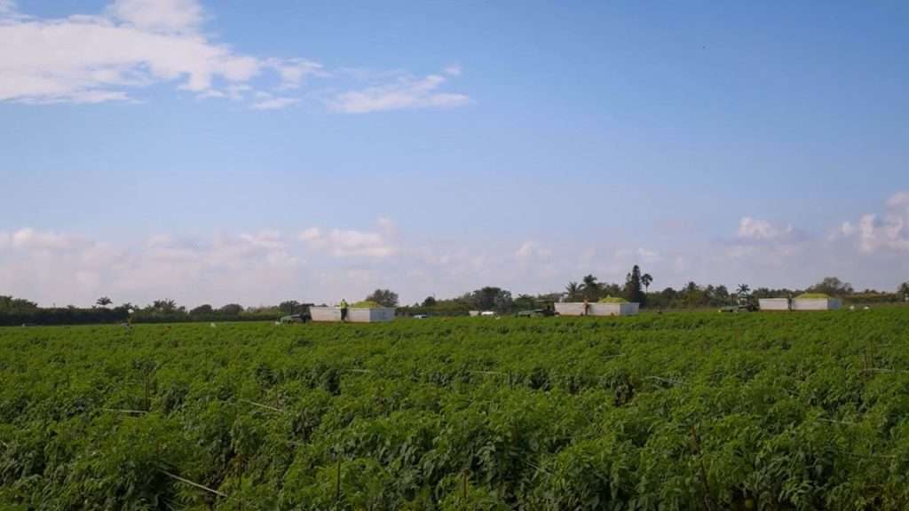 Three tomato trucks in the fields full of tomatoes.