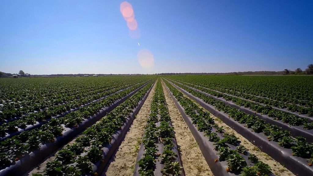 Rows of strawberries in the fields.