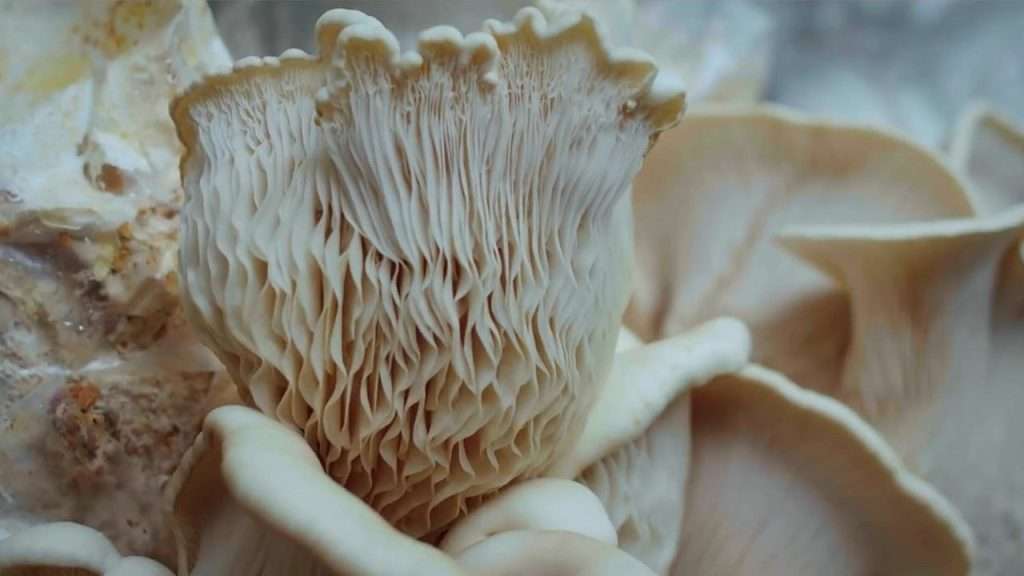 Lions Mane Mushroom