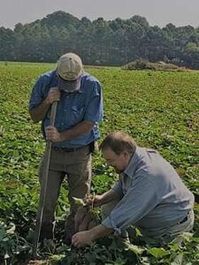 Chip pulls sweetpotatoes from the ground. 