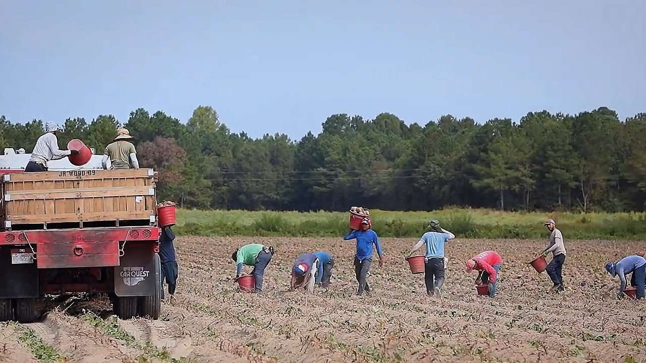 Workers in field harvesting sweetpotatoes.