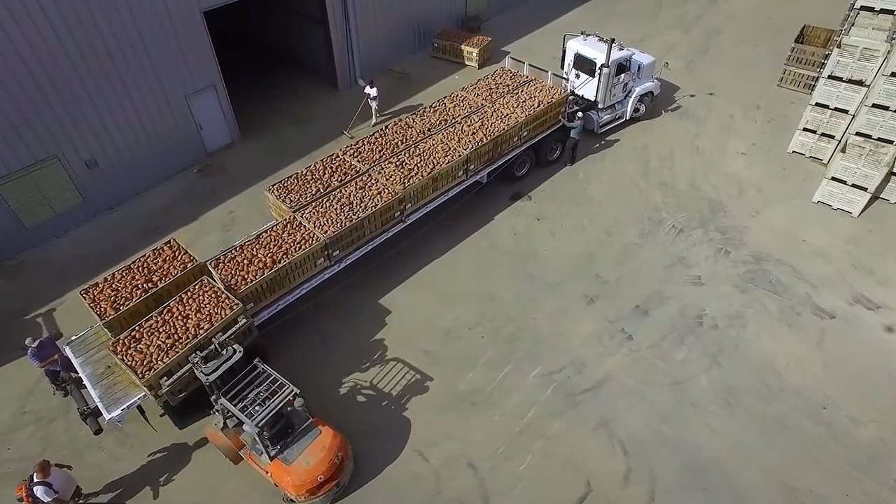 Workers unload sweetpotato crates from semi-truck bed.