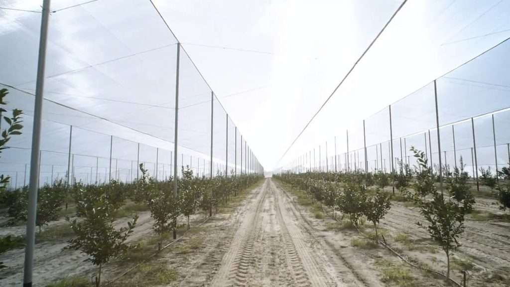 Citrus trees growing in massive greenhouse.