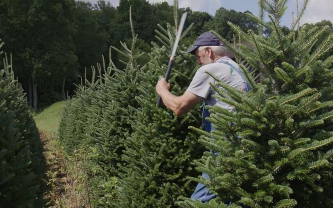 Season 2, Episode 13 Bonus Scene: Growing Christmas Trees Ain’t As Simple As It Sounds