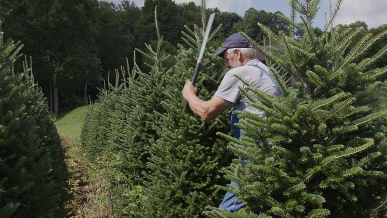Larry pruning Christmas tree in the field