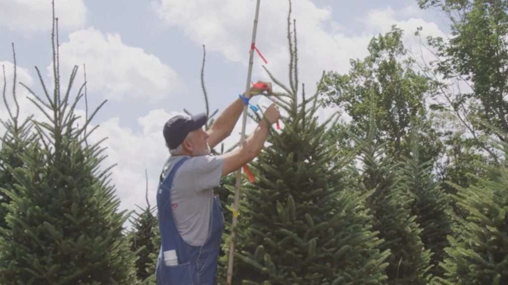 Larry marks height of Christmas tree with ribbon.