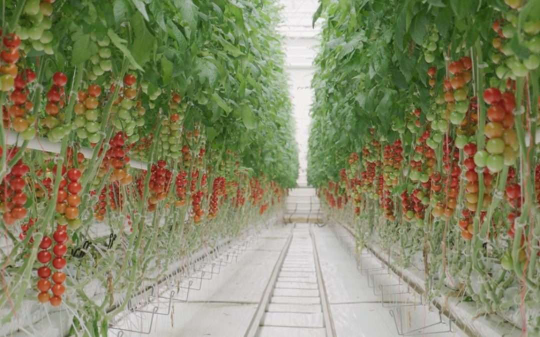 Tomatoes in Red Sun Farms' vertically integrated high-tech greenhouse.