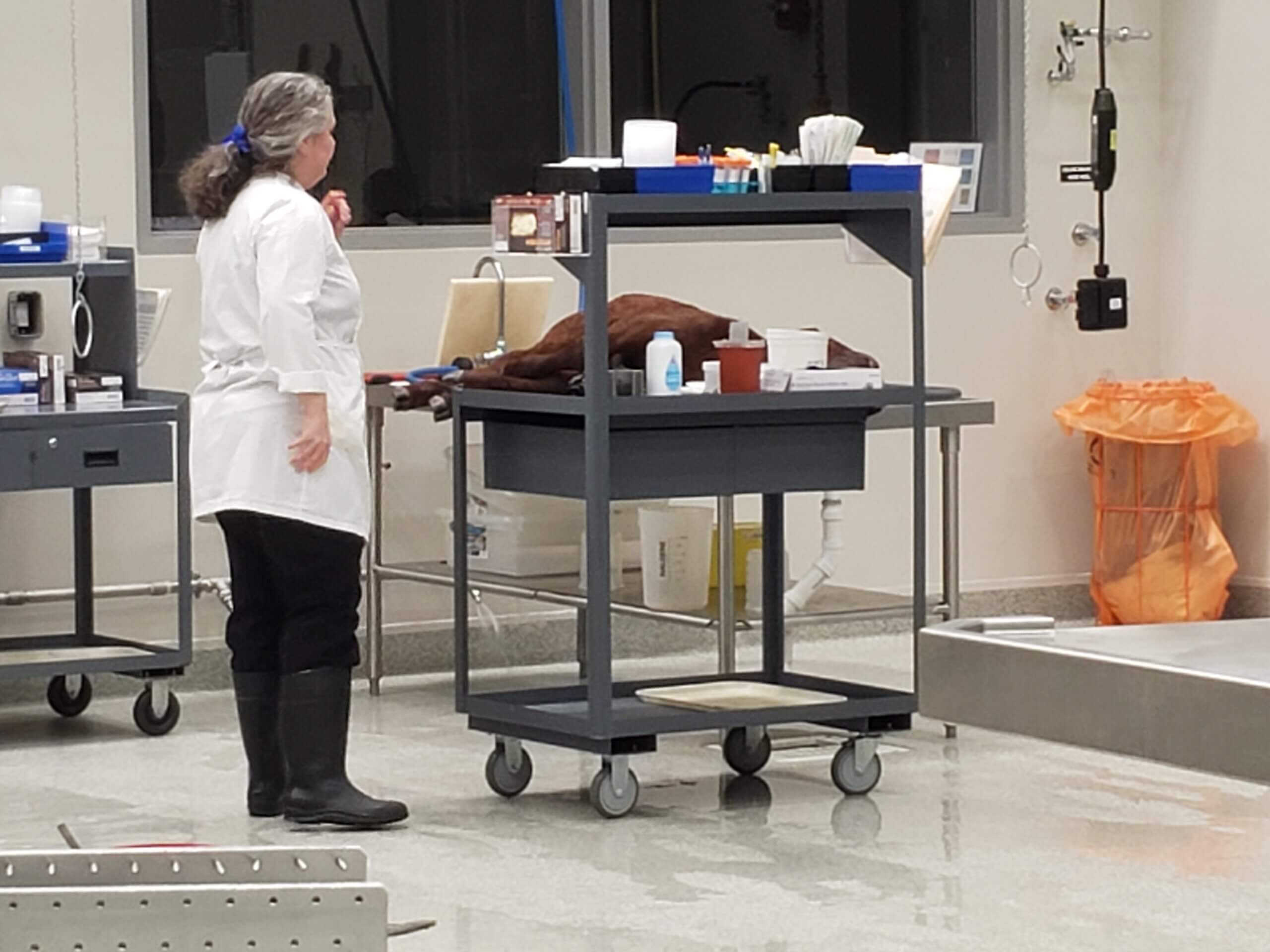 Image from inside animal necropsy lab.