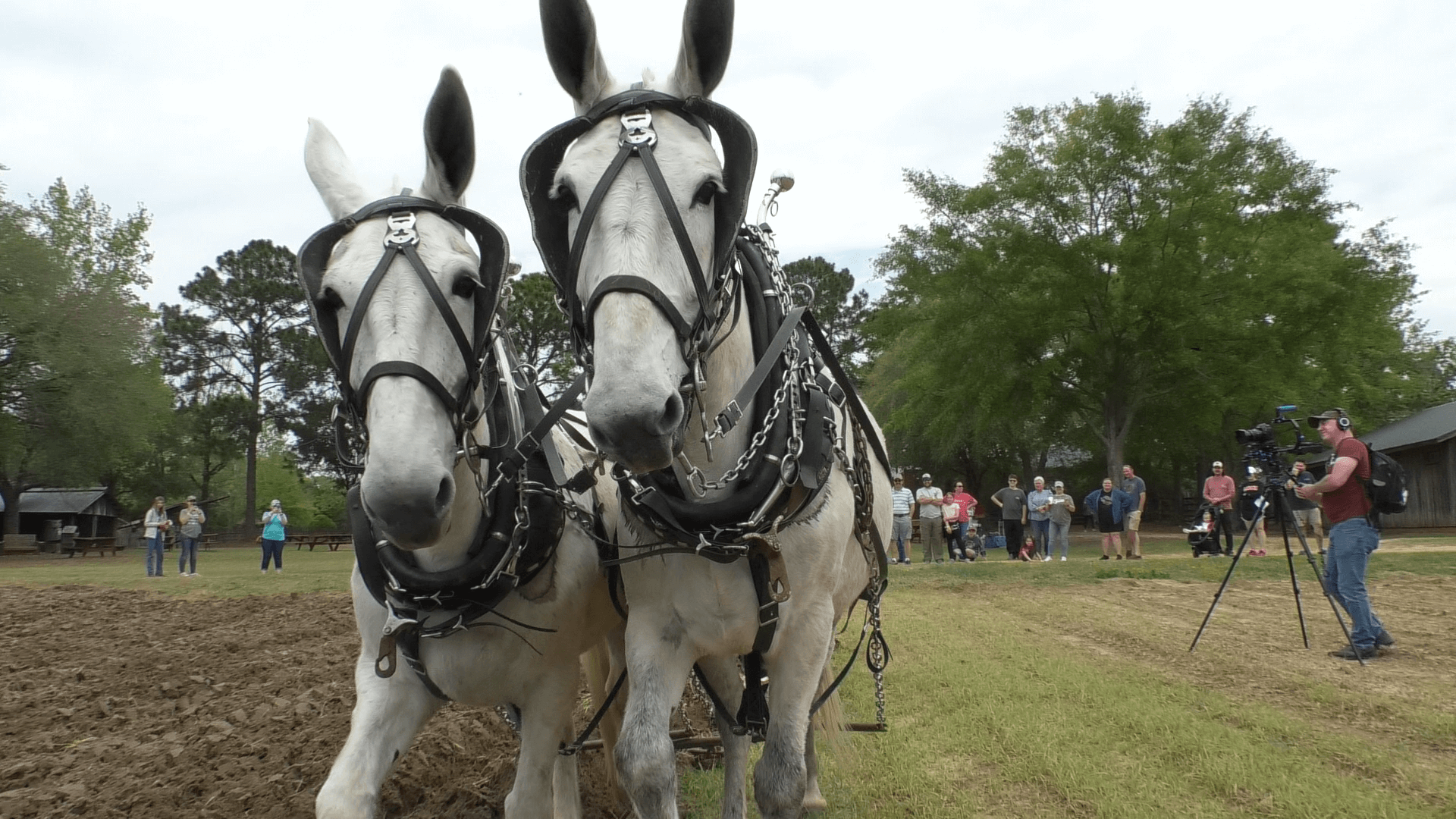 Mules Pam and Pat