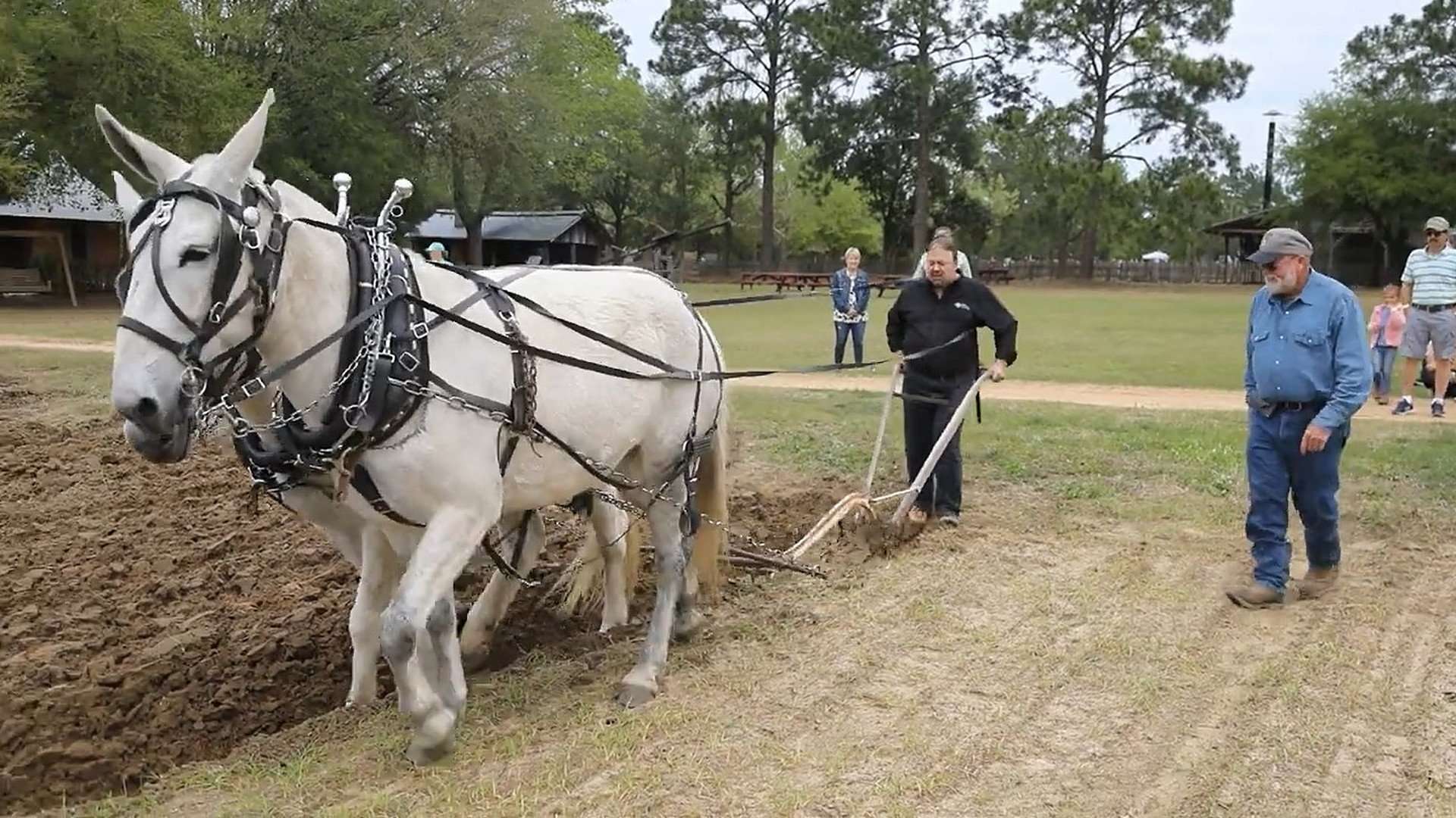 Pam and Pat plow the field with Chip.