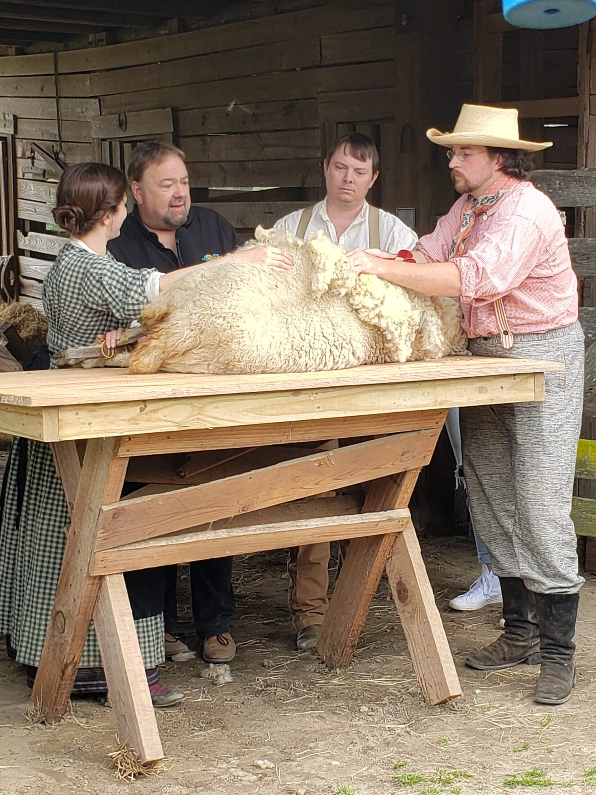 Chip learning to shear a sheep. 