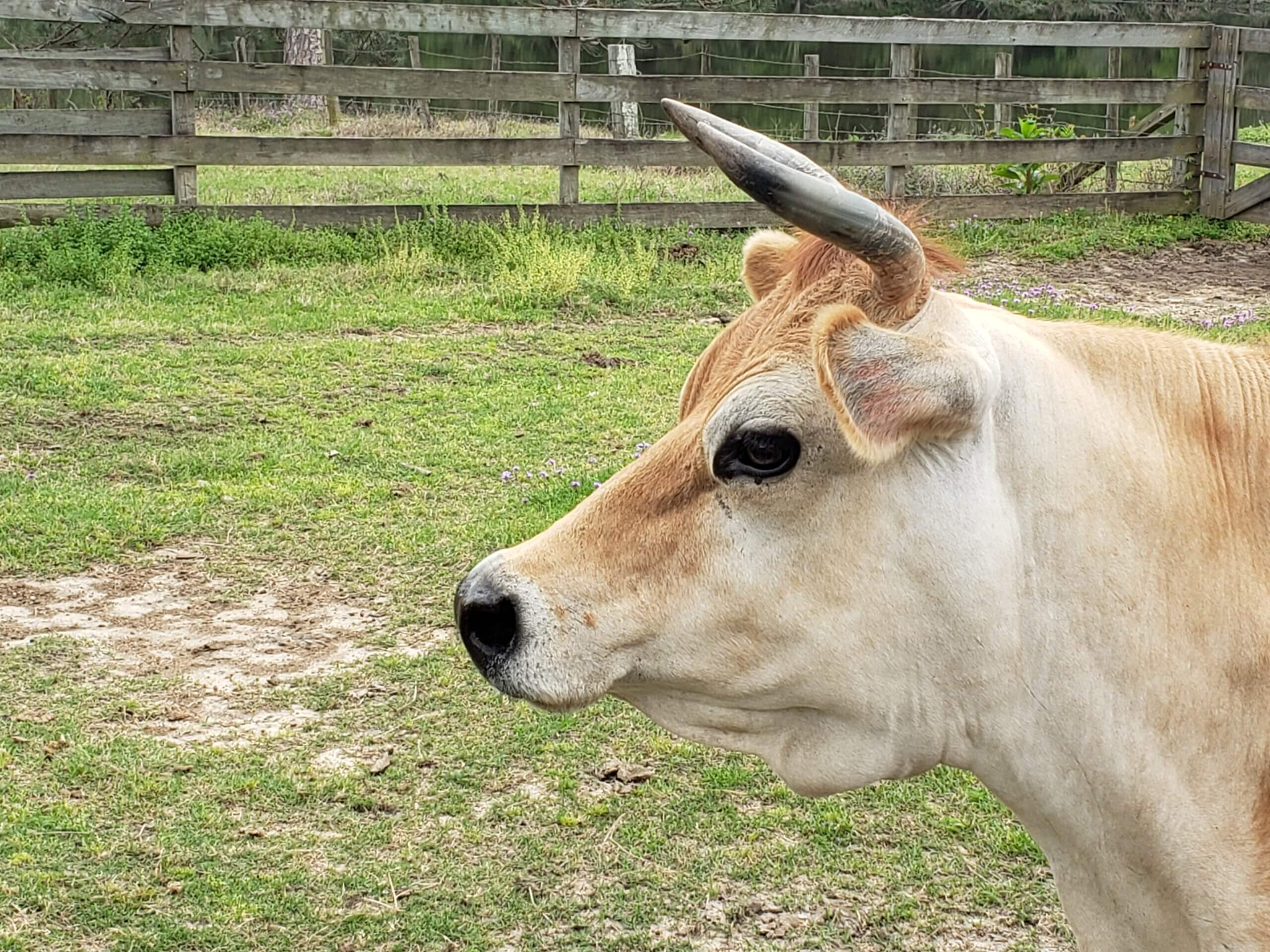 Female cow with horns. 