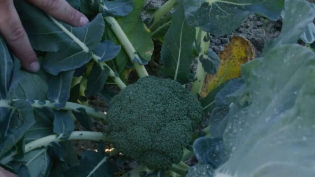 Broccoli plant in field