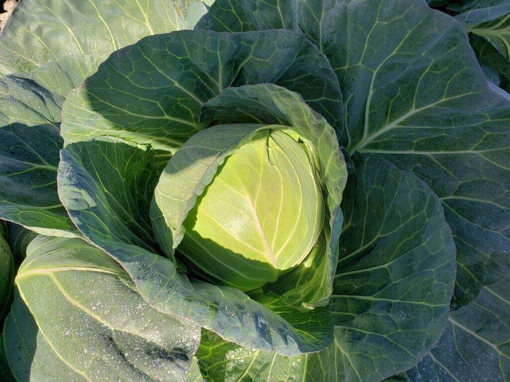 Closeup of a head of cabbage.