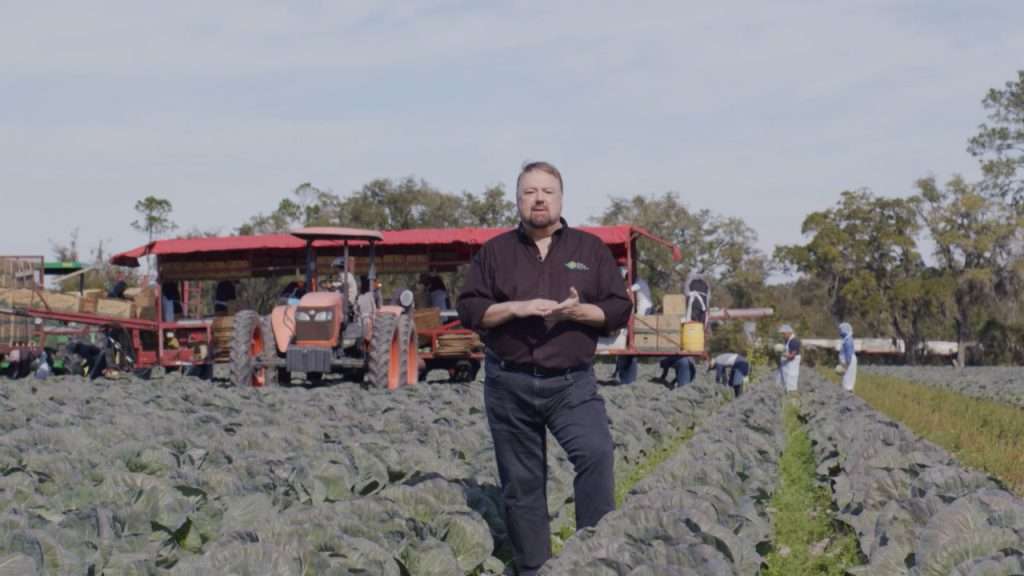 Chip in cabbage field