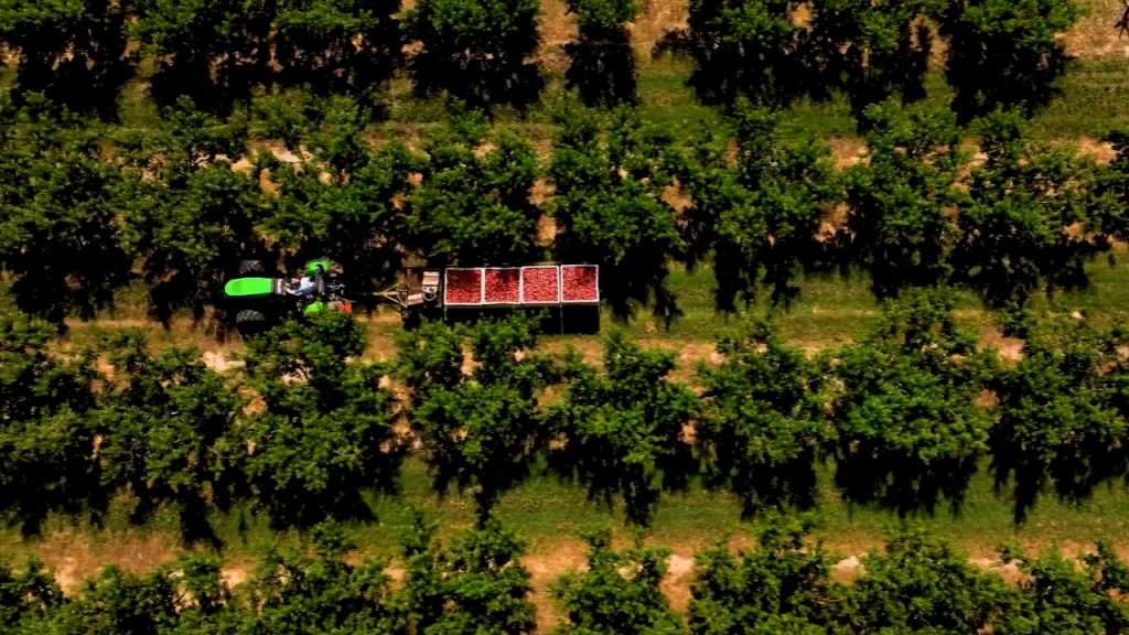 Bird's-eye view of tractor in peach orchard.