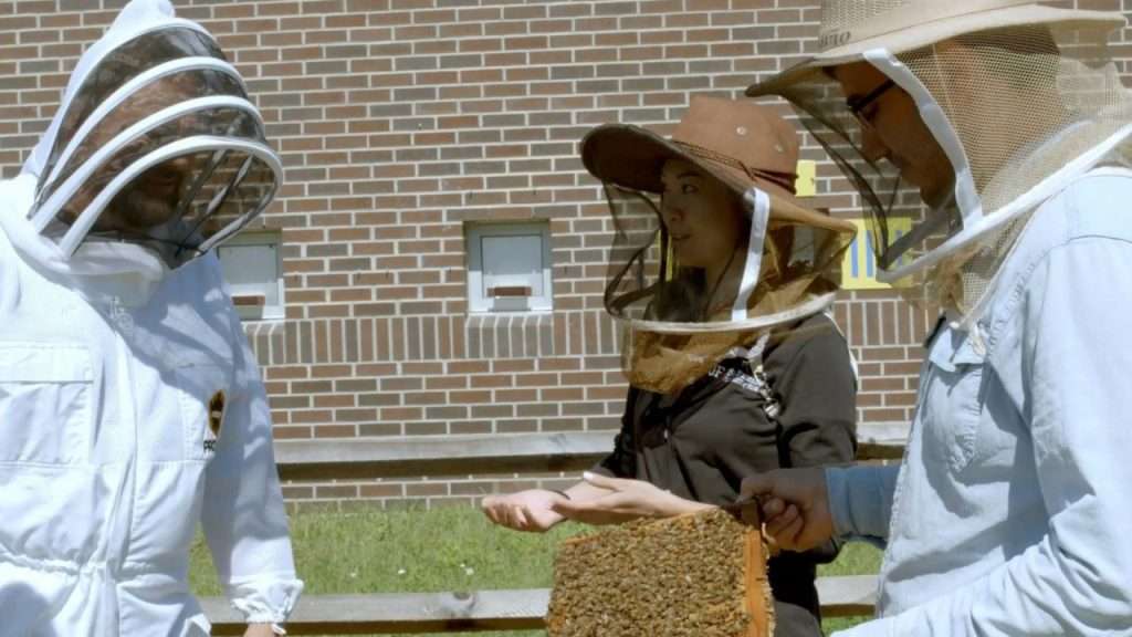 Chip, Amy and another bee keeper looking in a hive.