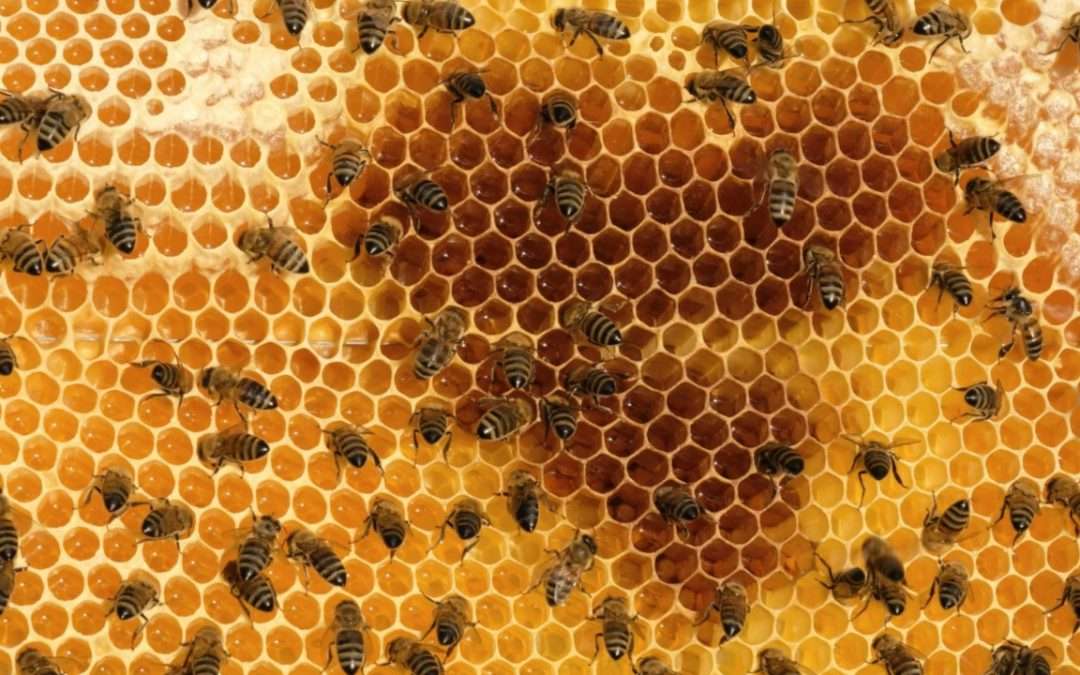 Honey bees with honey-filled honeycombs.
