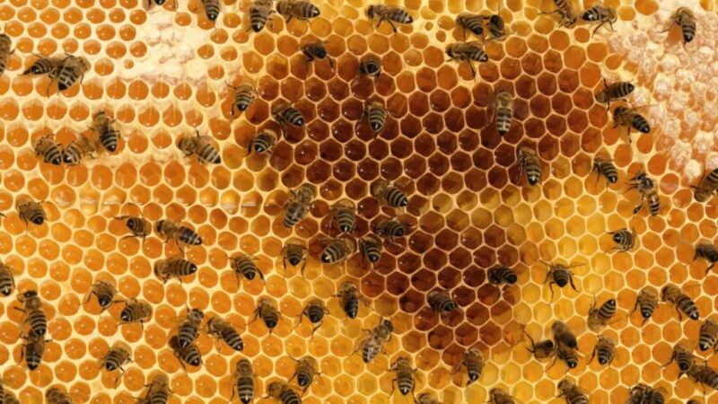 Honey bees with honey-filled honeycombs.