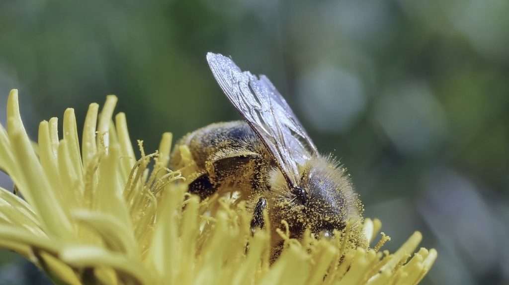 Honeybee in flower collecting pollen.