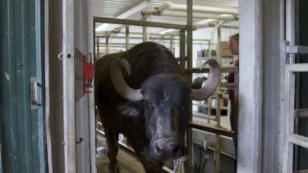 Buffalo exiting milking station