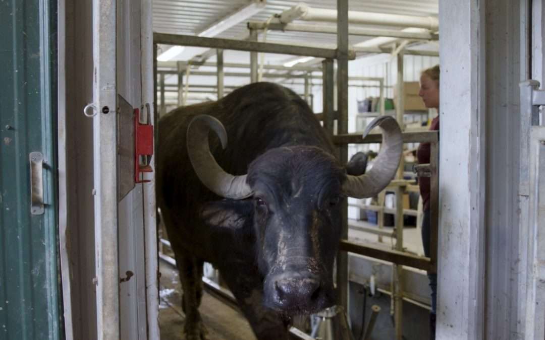 Season 3, Episode 1 Bonus Scene: Up Close And Personal With Water Buffaloes!