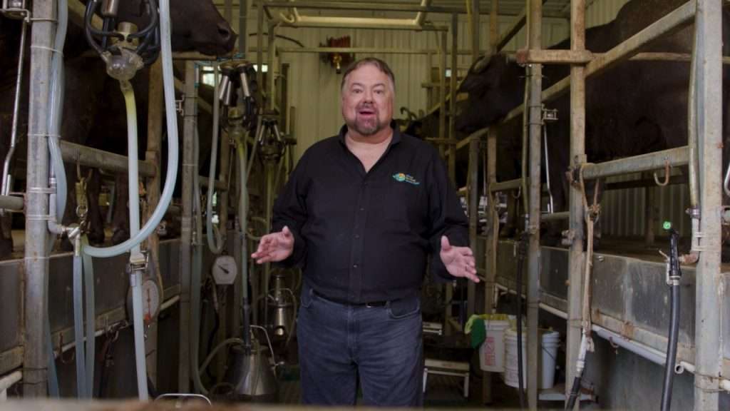 Chip in water buffalo milking room.