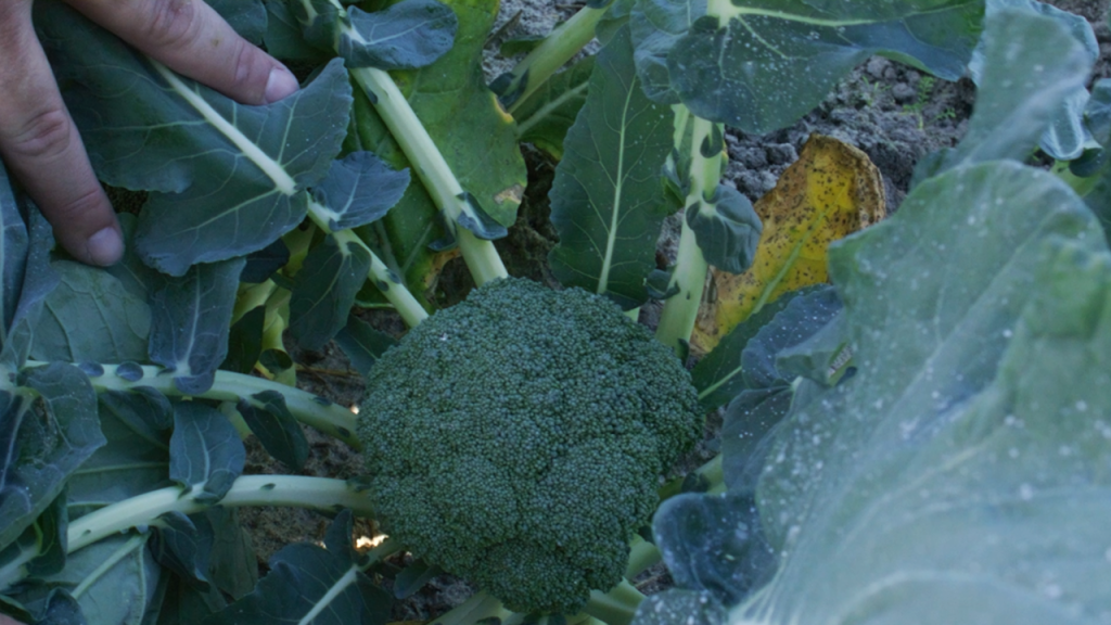 Broccoli head in farm