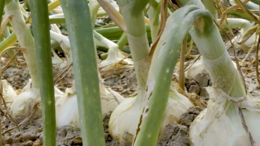 Vidalia onions still in the ground.