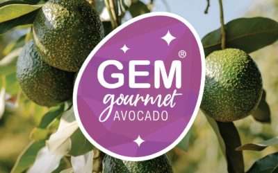 Westfalia Fruit Expecting Strong 2023 GEM® Avocado Season