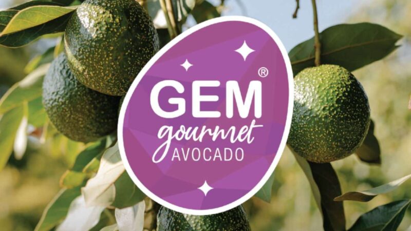 GEM Avocado logo